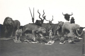 Natural History Objects - Sunderland Museum