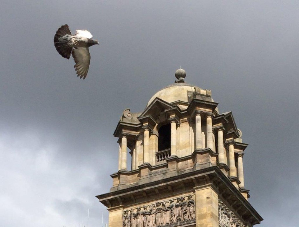 Laing - pigeon a tower - Copy2