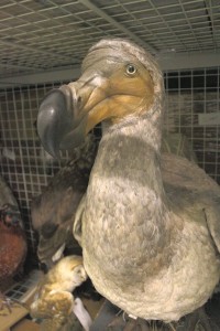 A Dodo in the museum store 