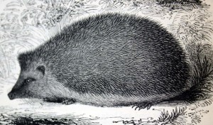 Hedgehog illustration attributed to Edward Lear 